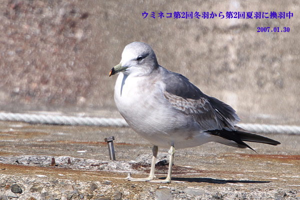 カモメ 探鳥記録080921銚子 オオセグロカモメ幼鳥到着
