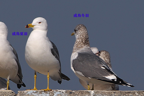 59.jpg